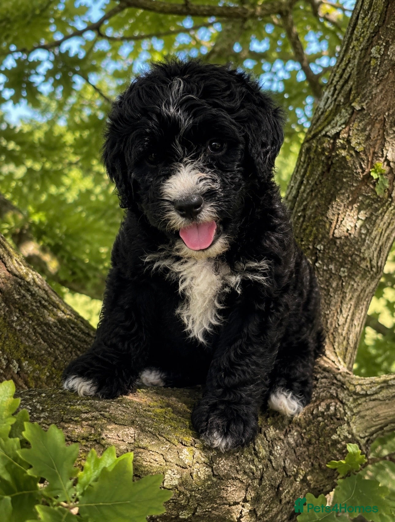 Bernedoodle dogs standard F1 Bernadoodles black/white 1600  - Advert 2