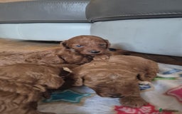 Sproodle dogs for sale: Stunning red and black sproodles rare red colour  - Image 2