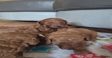 Sproodle dogs - Advert 6