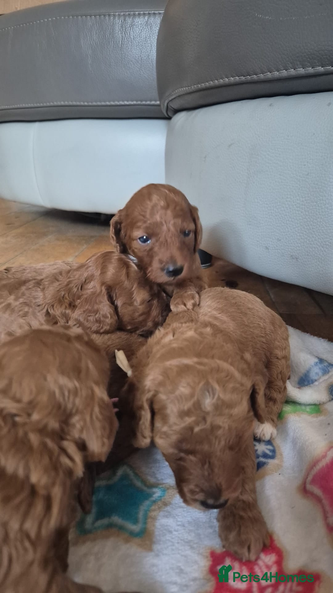 Sproodle dogs for sale: Stunning red and black sproodles rare red colour  - Image 2