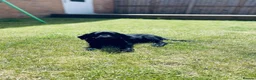 Labrador Retriever dogs for sale: Champion Labrador retriever puppies  - Advert 2
