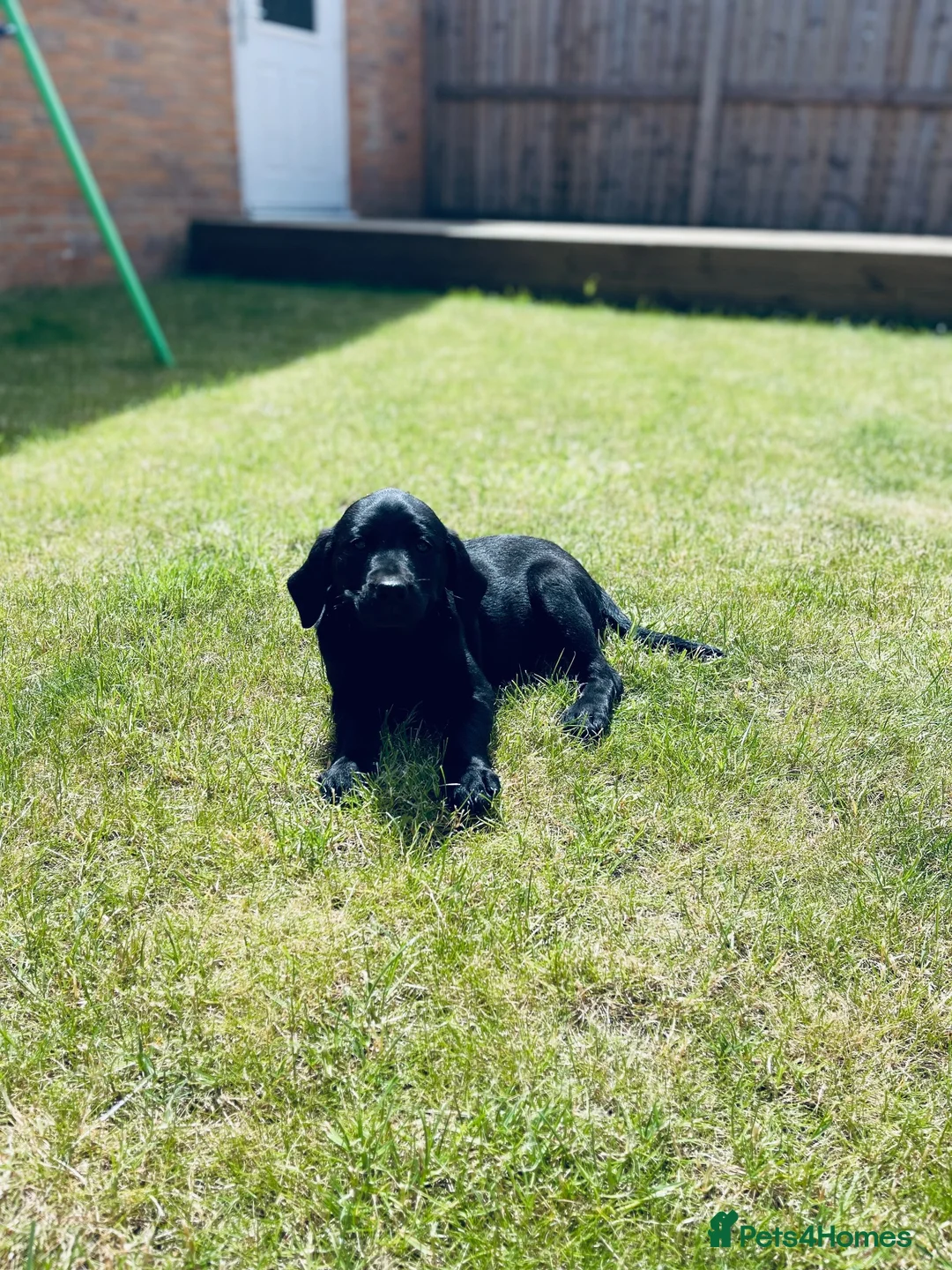 Labrador Retriever dogs for sale: Champion Labrador retriever puppies  - Advert 2