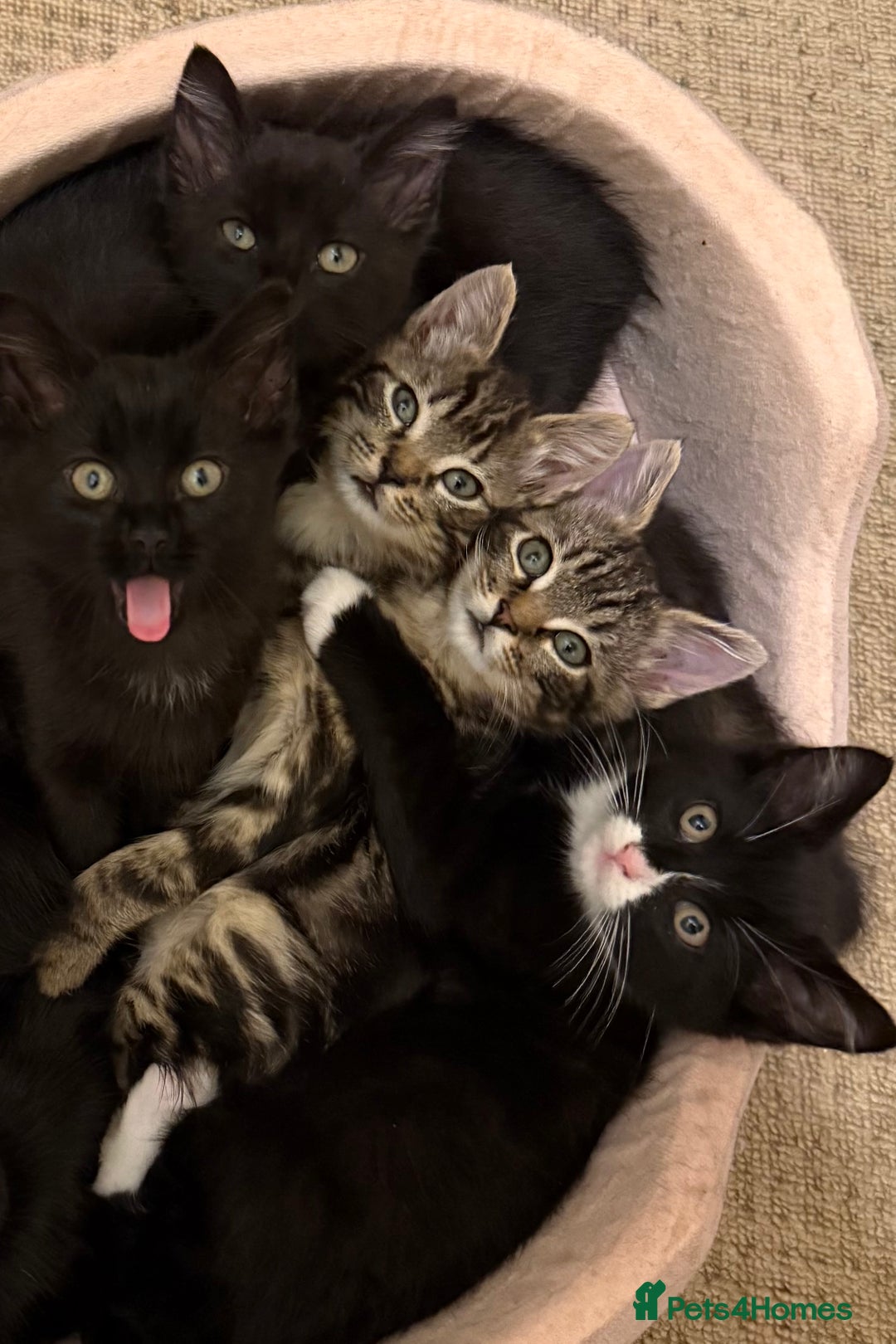 Mixed Breed cats for sale: 10-Week-Old Playful Kittens Seeking Loving Homes - Advert 2