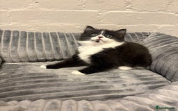 Mixed Breed cats for sale: Kittens  - Image 4
