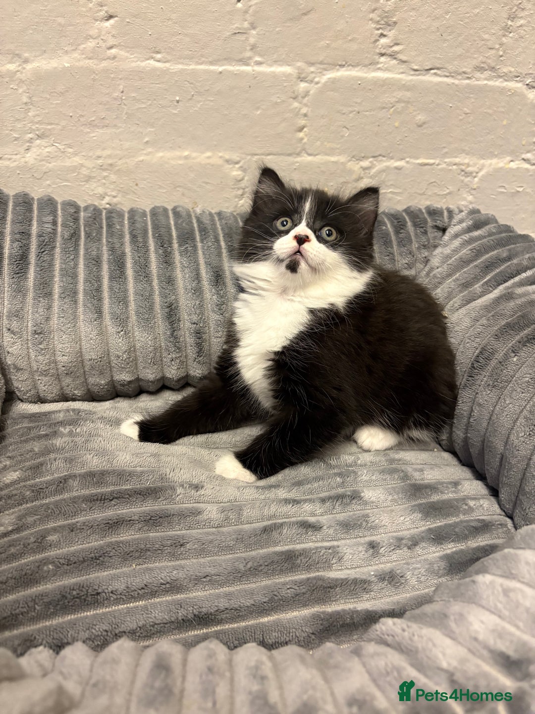 Mixed Breed cats for sale: Kittens  - Image 4
