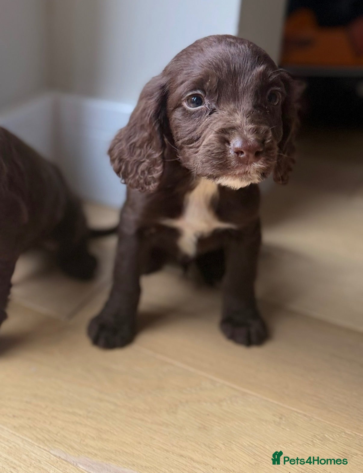 Cocker Spaniel dogs for sale: Cocker Spainel puppies  - Advert 3