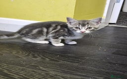 British Shorthair cats for sale: 🐱Four  Sisters Looking for Their Forever Homes!  - Image 25