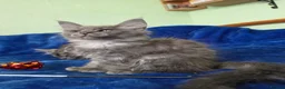 Maine Coon cats for sale: GCCF – Maine Coon kittens - Advert 19