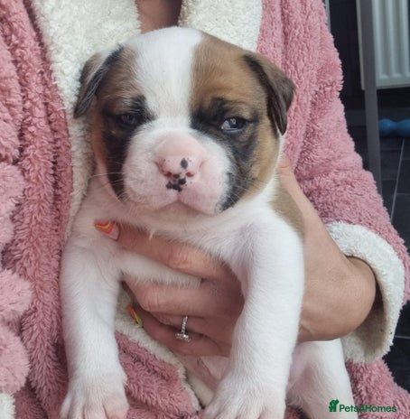 American Bulldog dogs - Advert 5