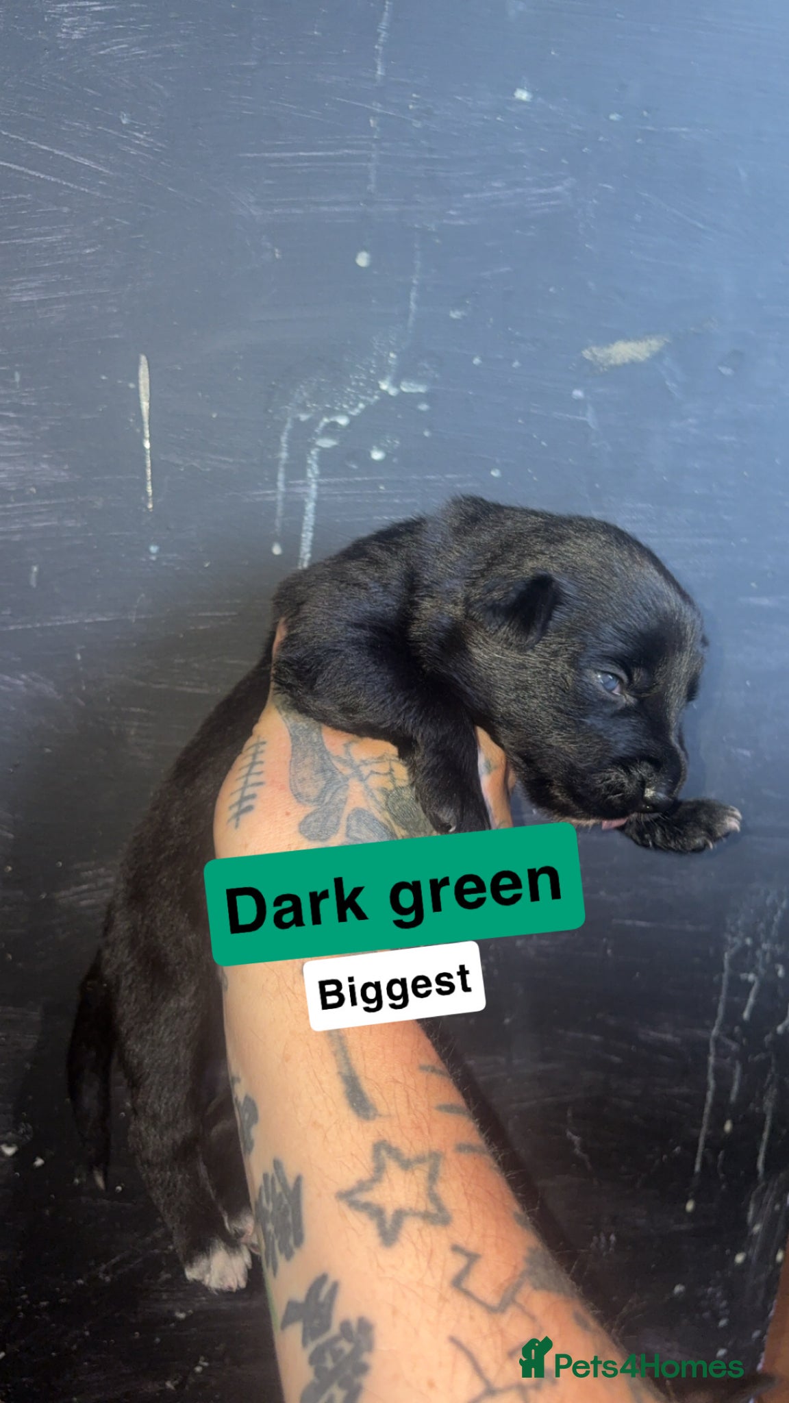 Mixed Breed dogs for sale: Mali X collie puppies - Advert 12