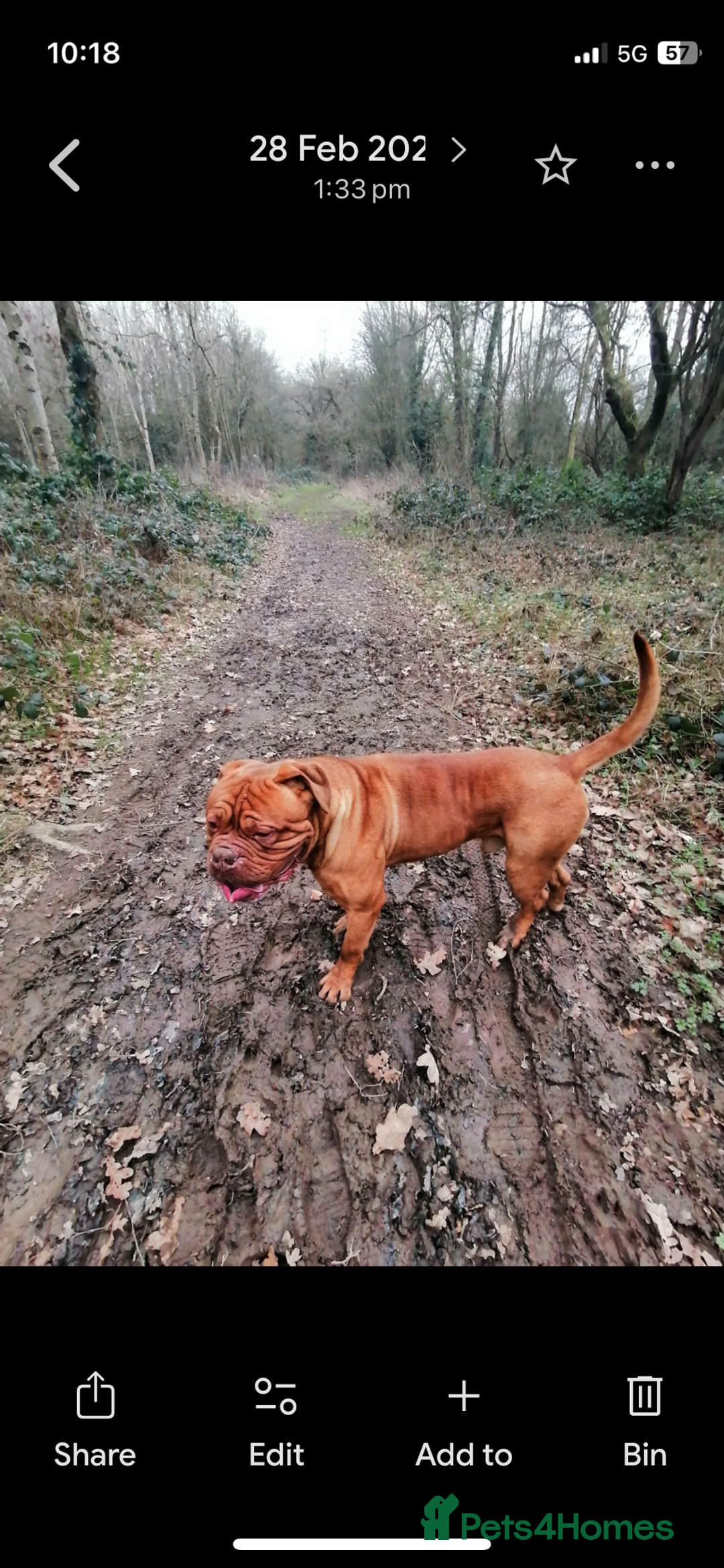 Dogue De Bordeaux dogs for sale: Beautiful 7 year old pedigree dogue de Bordeaux - Advert 5