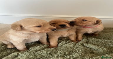 Goldador dogs - Advert 13