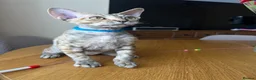 Devon Rex cats for sale: ❤️ OUR LAST GIRL FROM OUR SPRING LITTER  - Advert 28