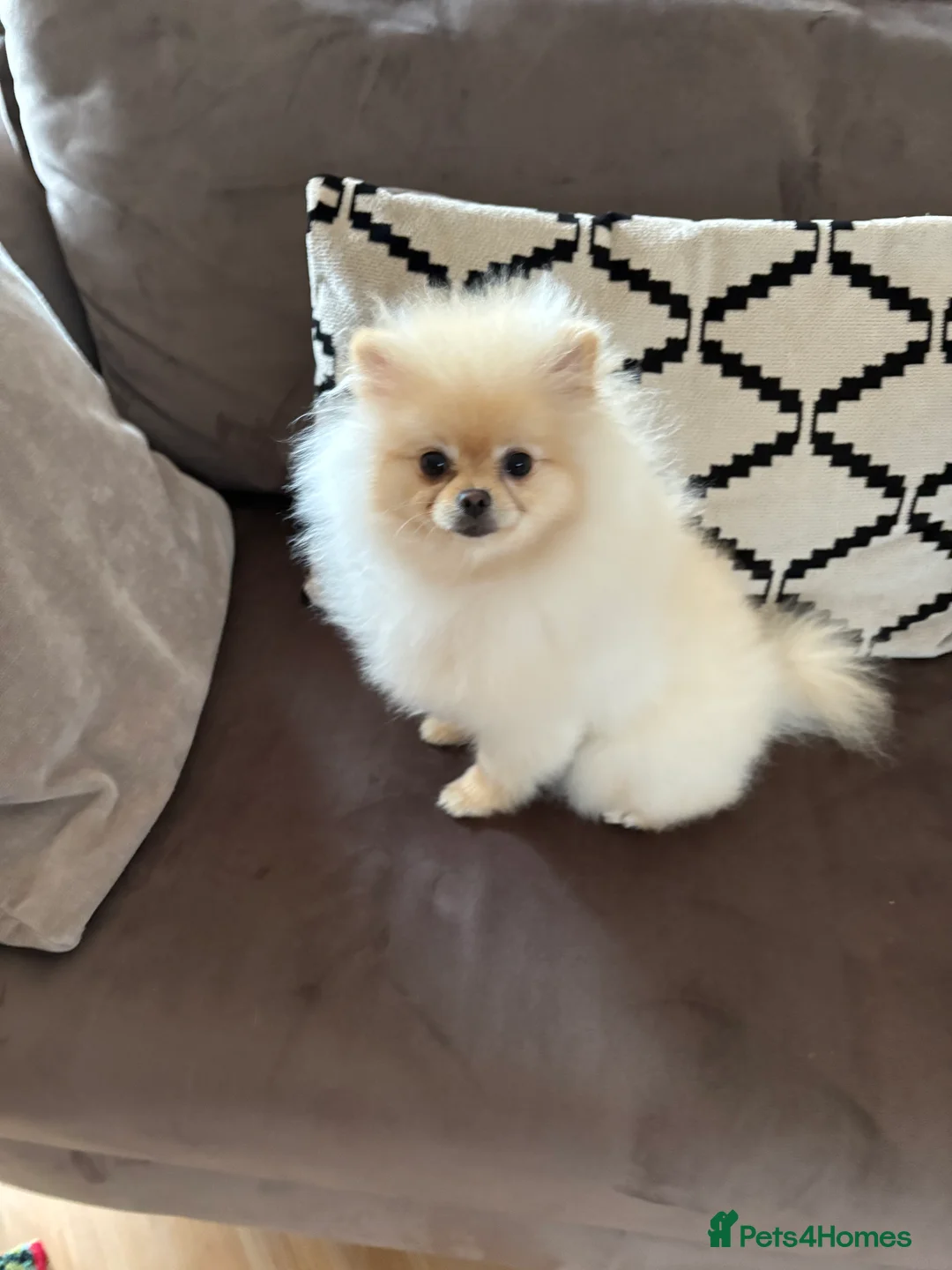 Pomeranian dogs for sale: Russian Pomeranian - Advert 1