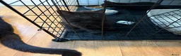 Mixed Breed cats for sale: BSH x Bombay kittens  - Advert 6