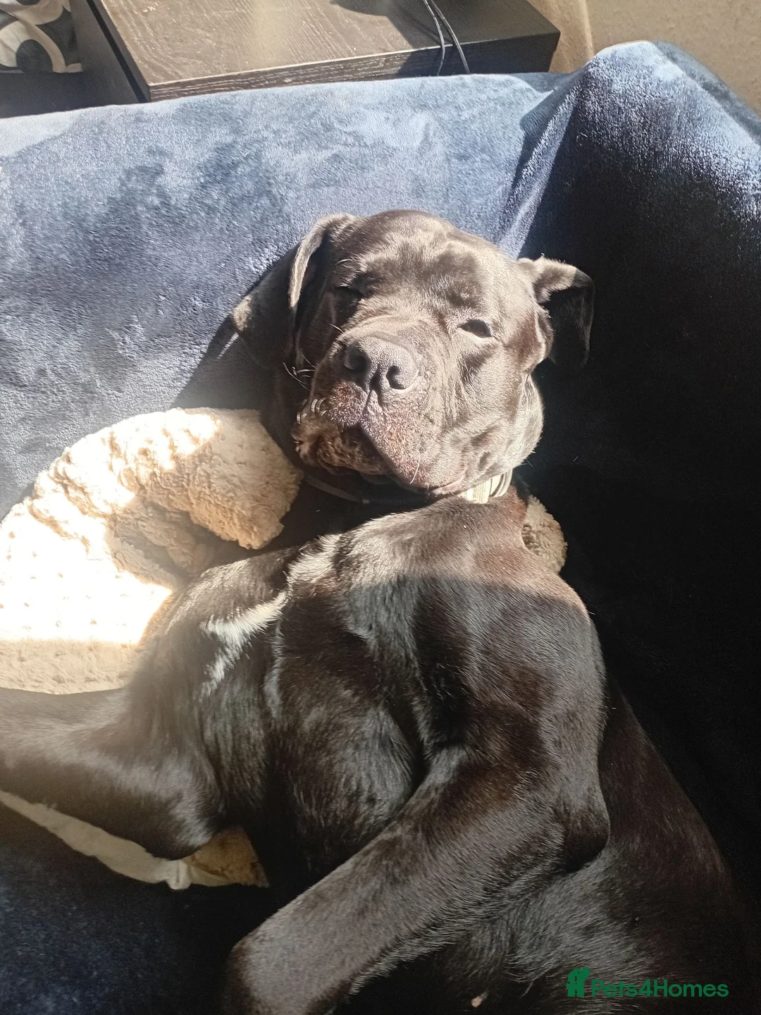 Cane Corso dogs for stud: Cane corso 4 years old  in Wallsend - Advert 2