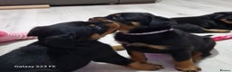 Rottweiler dogs for sale: QUALITY FEMALES AVALIBLE NOW (all sold)   - Advert 28