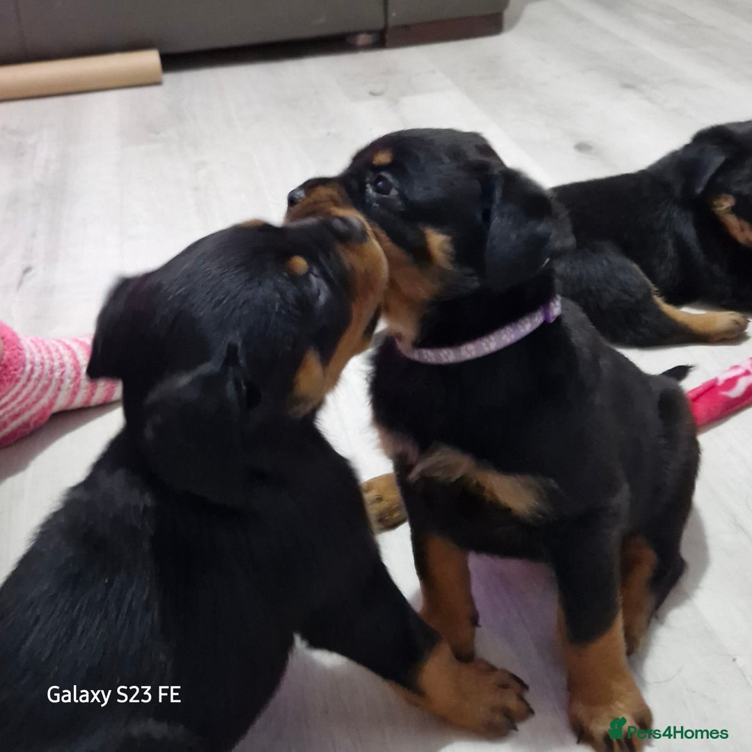 Rottweiler dogs for sale: QUALITY FEMALES AVALIBLE NOW (all sold)   - Advert 28