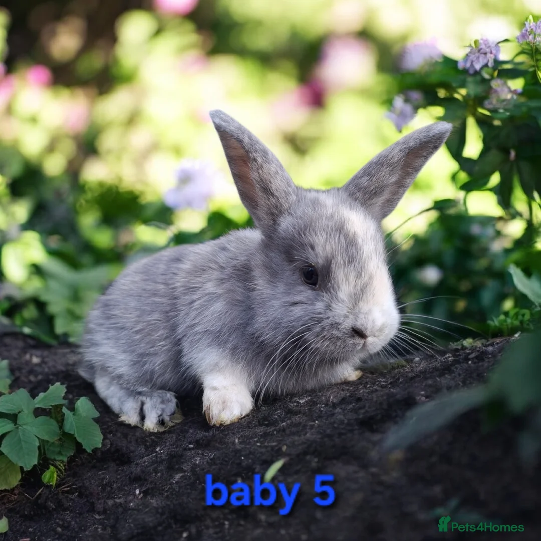 Mixed Breed rabbits for sale: Mix breeds babies. See all photos - Advert 5