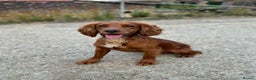 Cocker Spaniel dogs for stud: Proven Red KC REG Working Cocker Spaniel STUD in Chelmsford - Advert 3