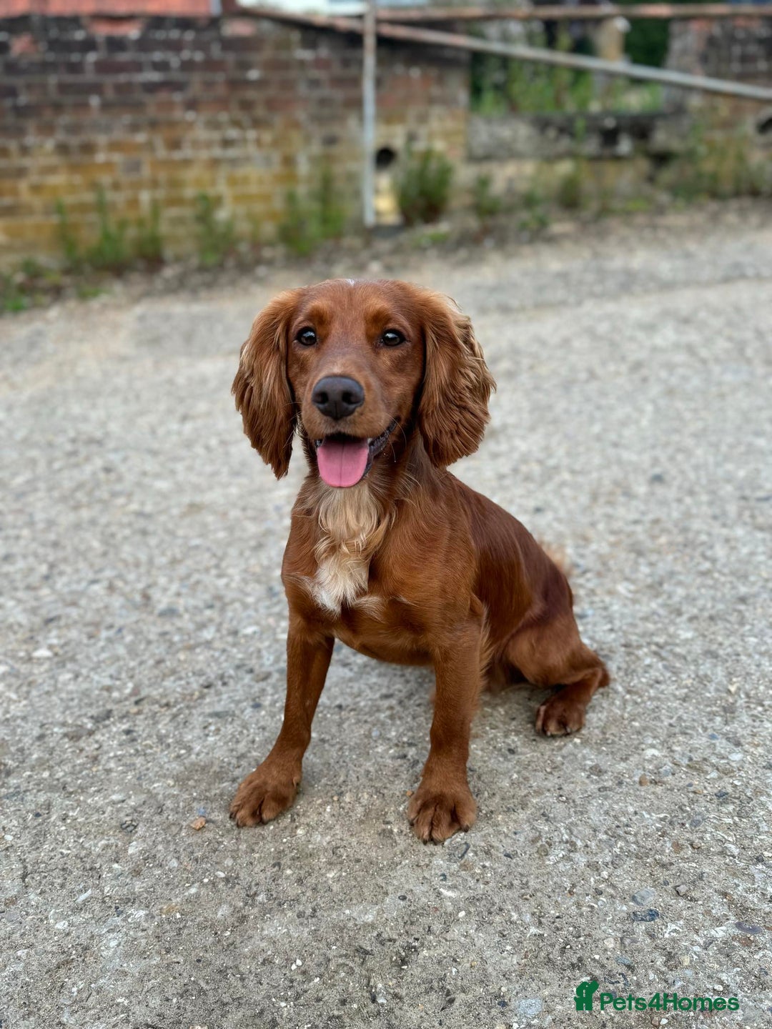 Cocker Spaniel dogs for stud: Proven Red KC REG Working Cocker Spaniel STUD in Chelmsford - Advert 3