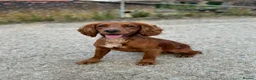 Cocker Spaniel dogs for stud: Proven Red KC REG Working Cocker Spaniel STUD in Chelmsford - Advert 3