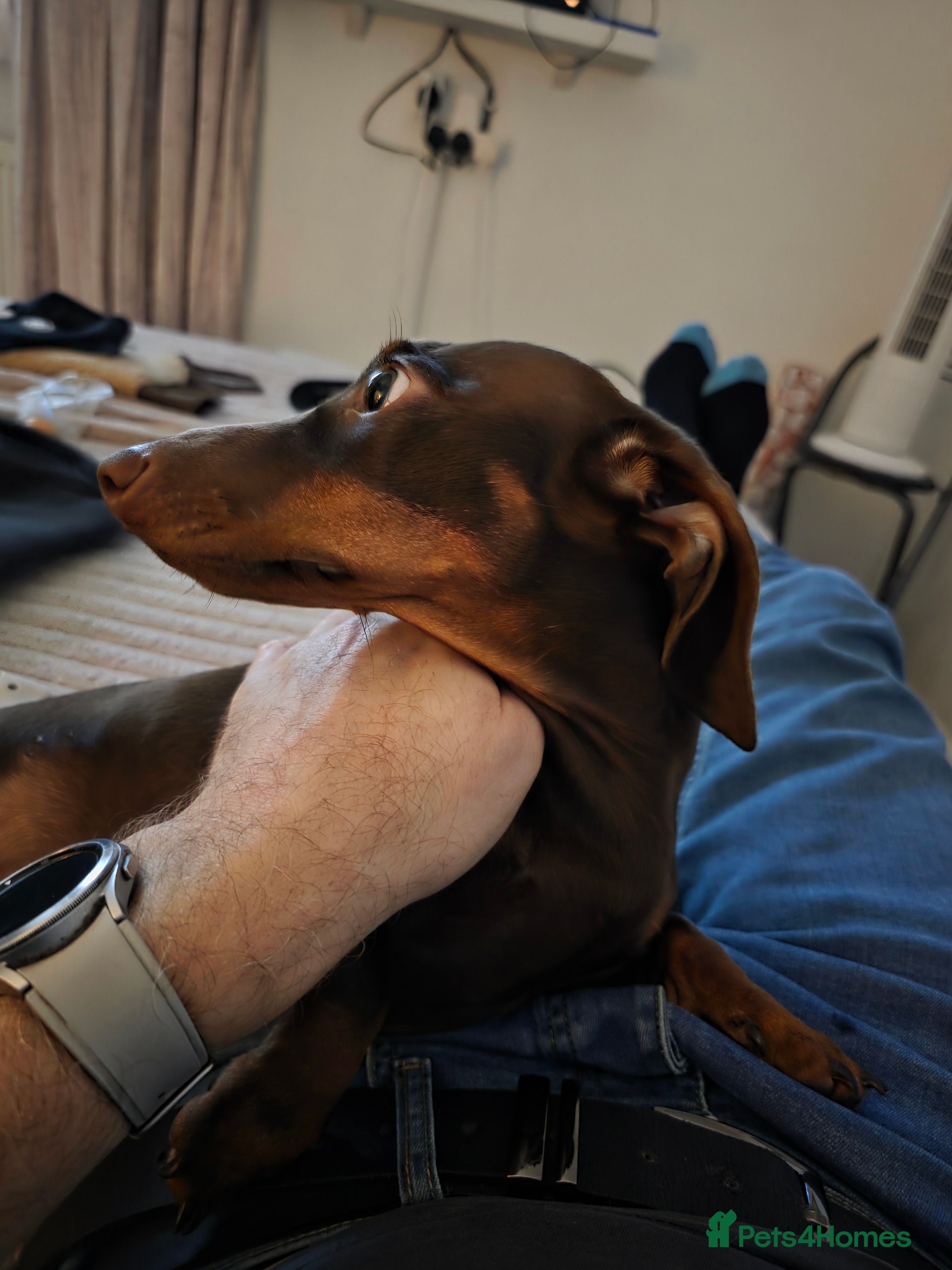 Dachshund dogs Chocolate and  tan miniature dachshund  in Sutton Coldfield - Advert 2