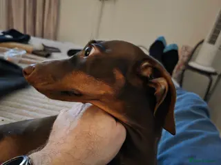 Dachshund dogs Chocolate and tan miniature dachshund in Sutton Coldfield - Advert 2