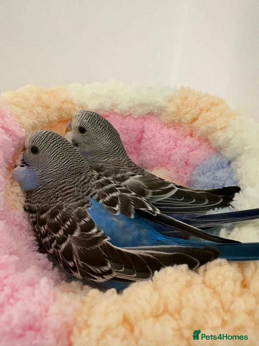 Budgerigars birds for sale: Budgies in Brighton - Advert 2