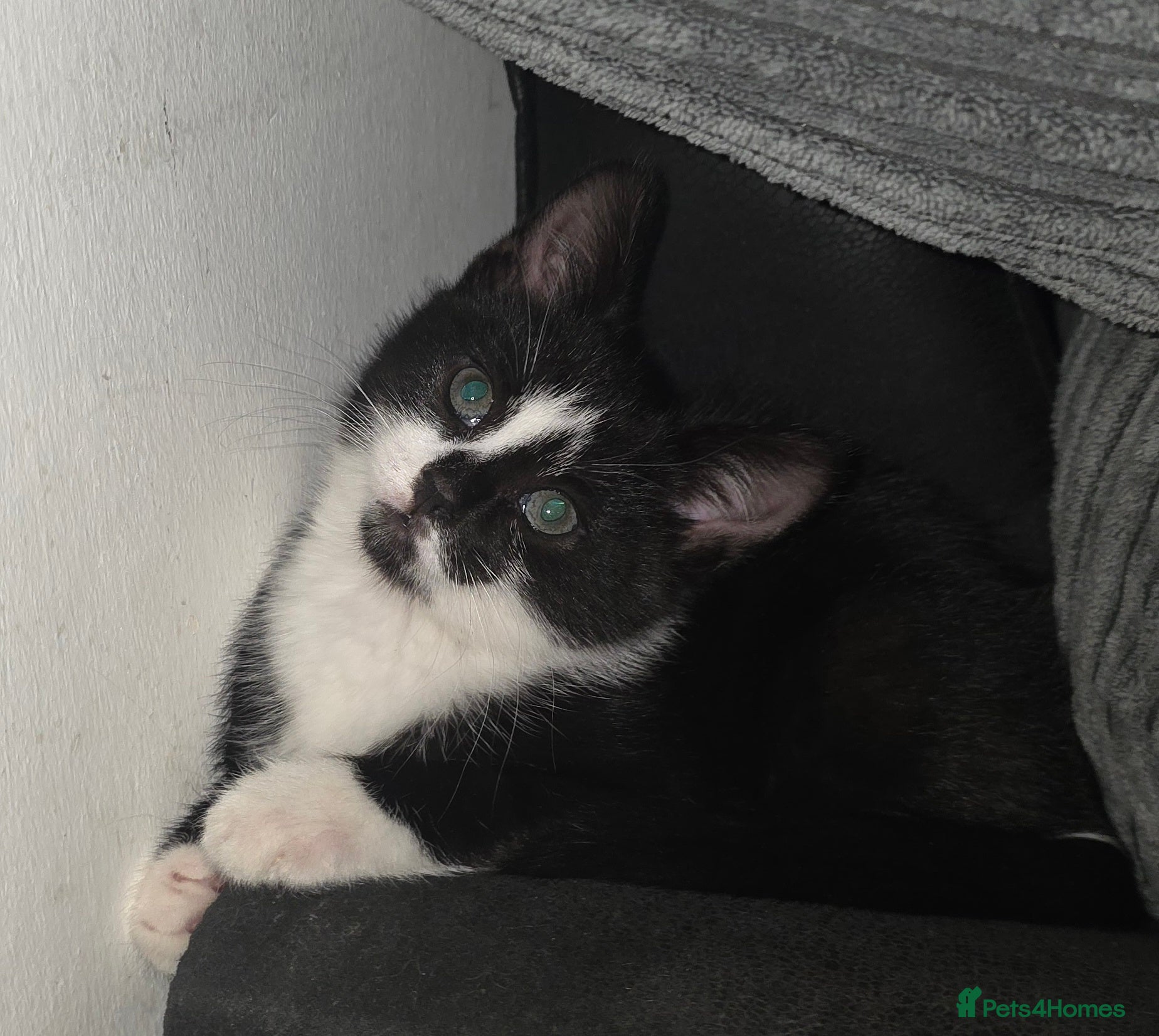 Domestic Shorthair cats 1 beautiful Black&White female kitten - Advert 5