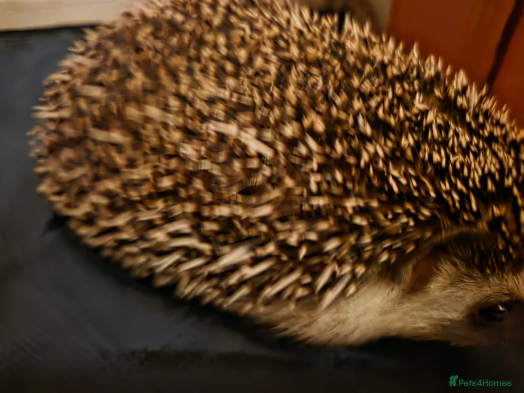 Pygmy Hedgehog rodents for sale: African Pygmy Hedgehog + Enclosure - Advert 5