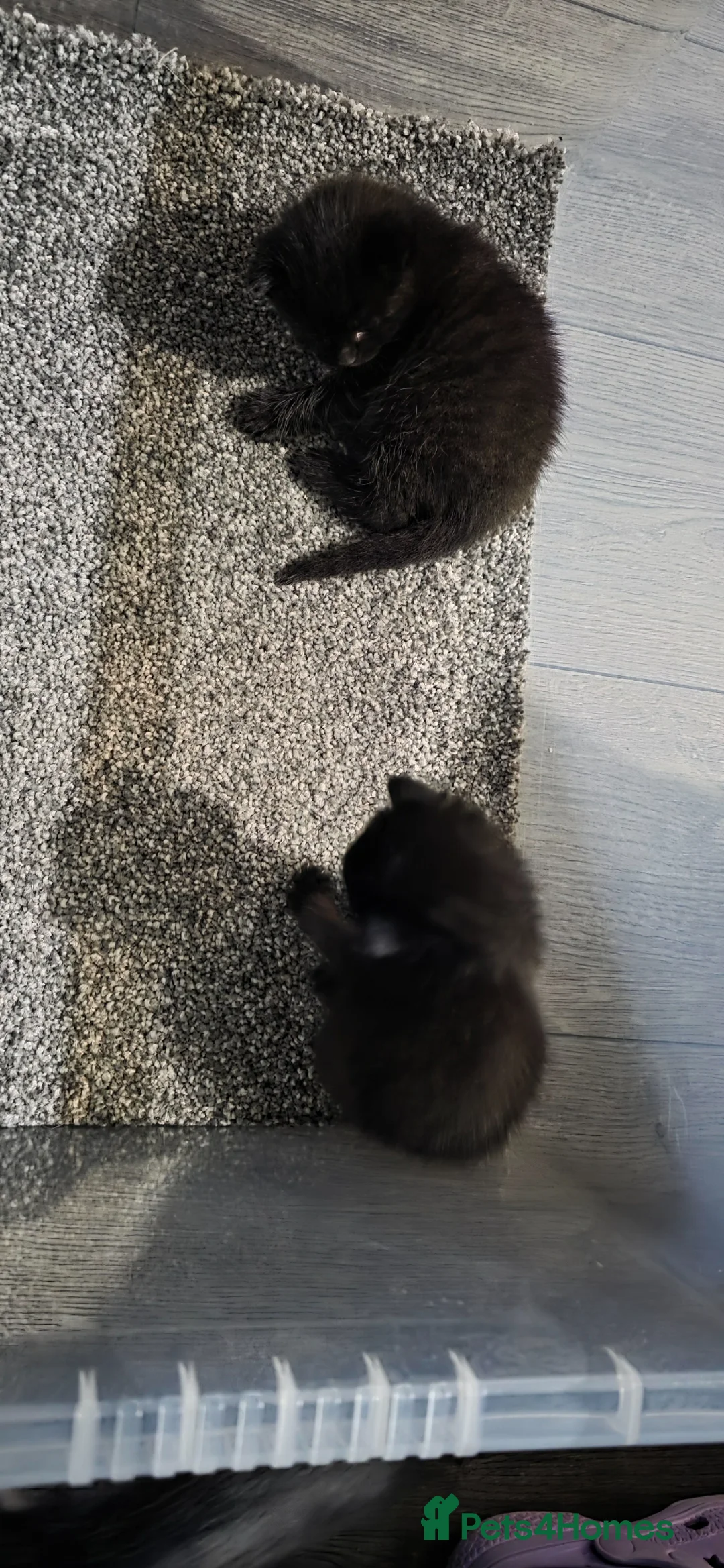 Mixed Breed cats for sale: 2 kittens - Advert 5