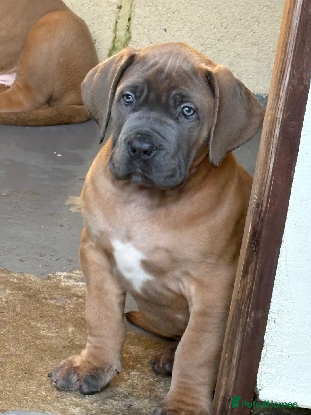 Boerboel dogs for sale: QUALITY NABBR REGISTERED PUPS!  - Advert 34