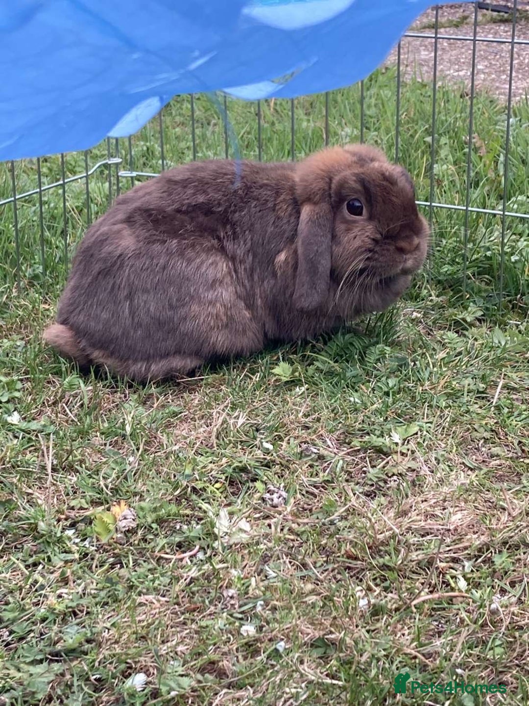 French Lop rabbits for sale: two mini french lops  - Image 1