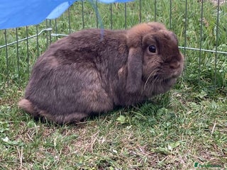 French Lop rabbits - Advert 6