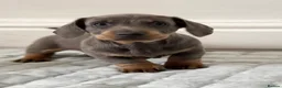 Dachshund dogs for sale: Beautiful Dachshund  in Nelson - Advert 20
