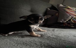 Chihuahua dogs for sale: Chihuahua Puppies For Sale Eastbourne  - Image 10
