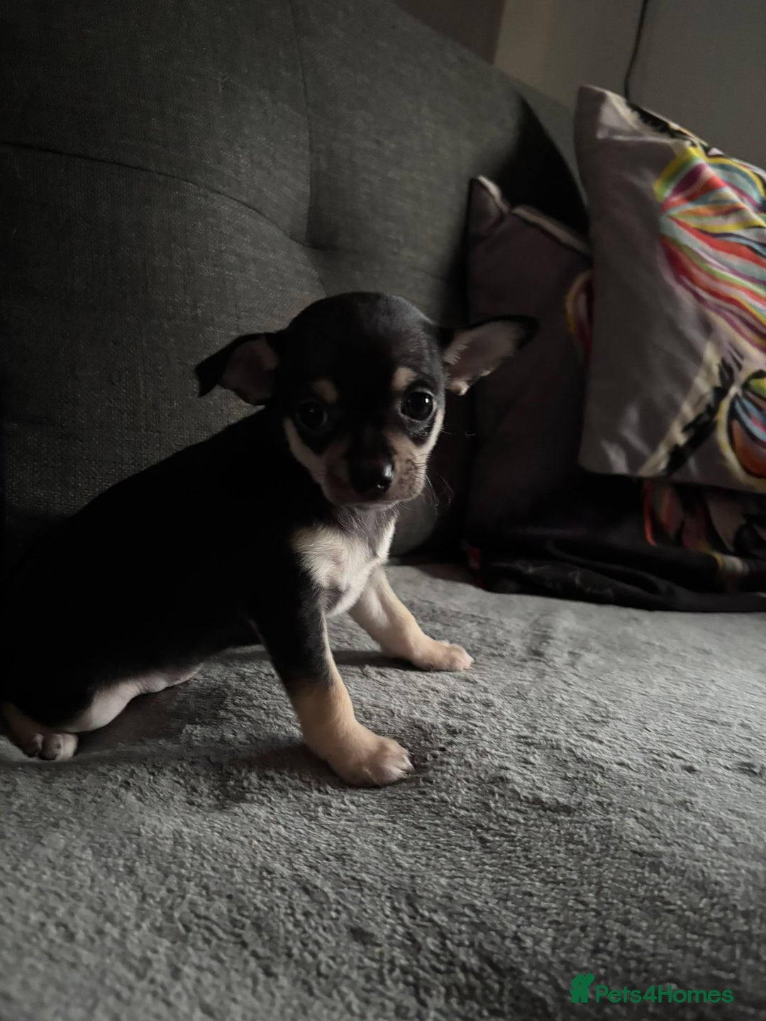 Chihuahua dogs for sale: Chihuahua Puppies For Sale Eastbourne  - Image 10