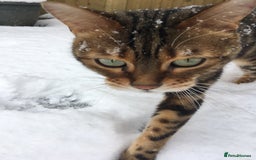 Bengal cats for sale: 🐾 Bengal Cat Alfie Looking for Forever Home 🐾 - Image 9