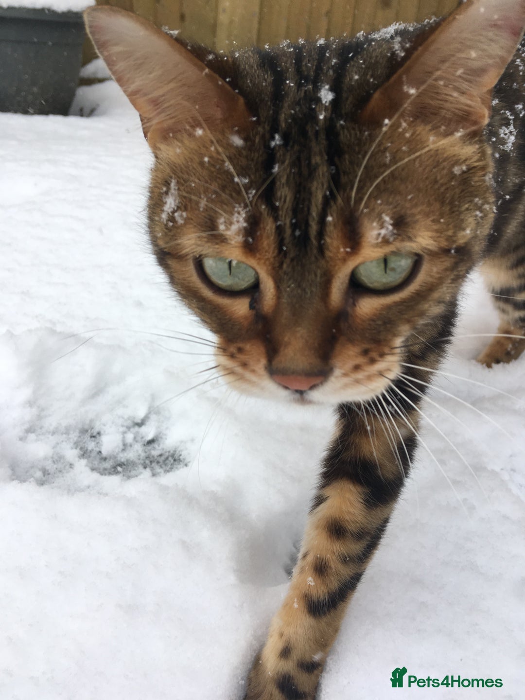 Bengal cats for sale: 🐾 Bengal Cat Alfie Looking for Forever Home 🐾 - Image 9