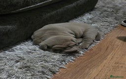 Shar Pei dogs for sale: Blue dilute shar pei boy  - Image 11