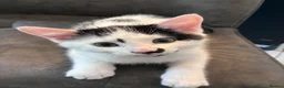 Mixed Breed cats for sale: Black and White Inkblot Male Kitten - Advert 1