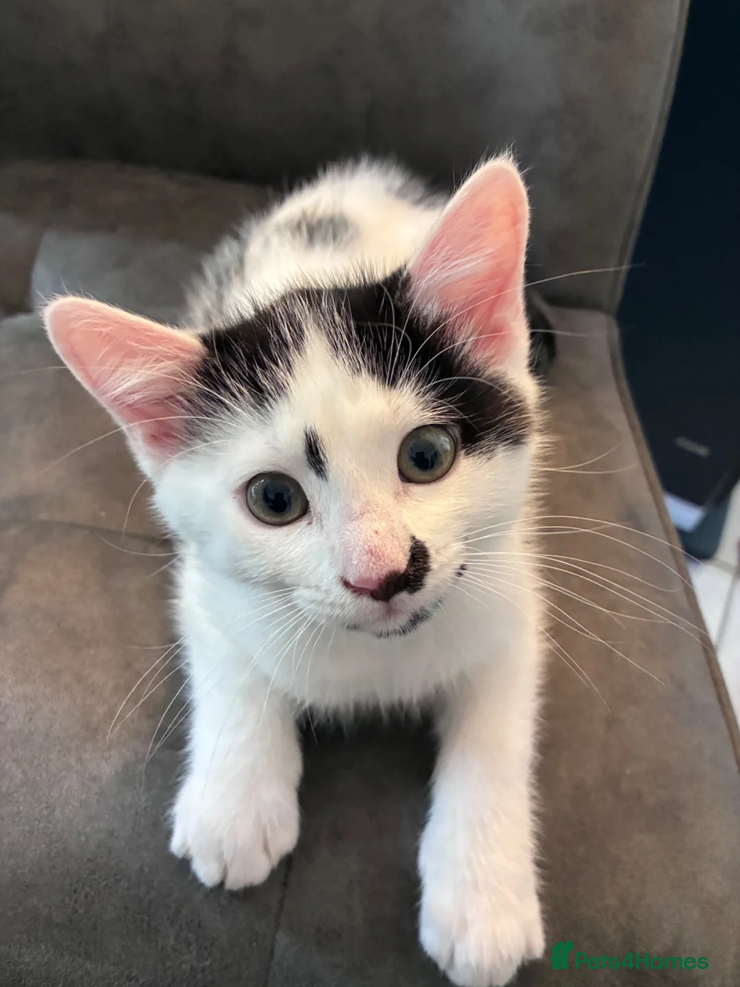 Mixed Breed cats for sale: Black and White Inkblot Male Kitten - Advert 1