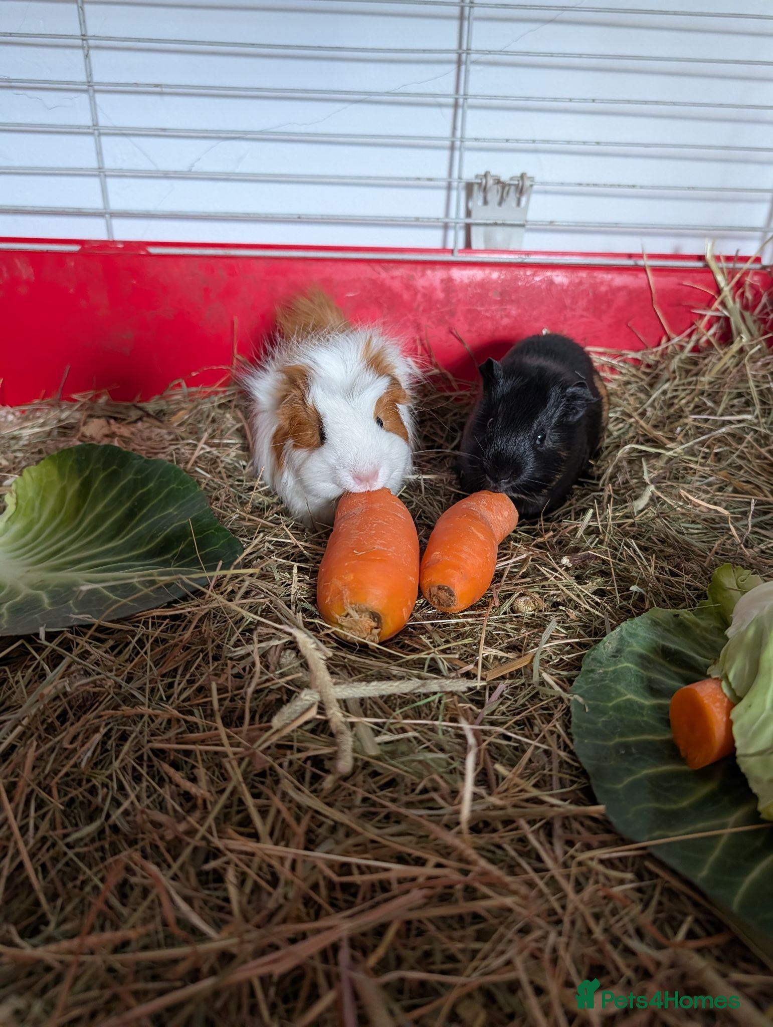 Guinea Pig rodents Beautiful boys for sale  - Advert 2