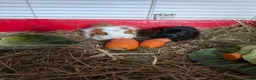 Guinea Pig rodents for sale: Beautiful boys for sale  in Worksop - Advert 1
