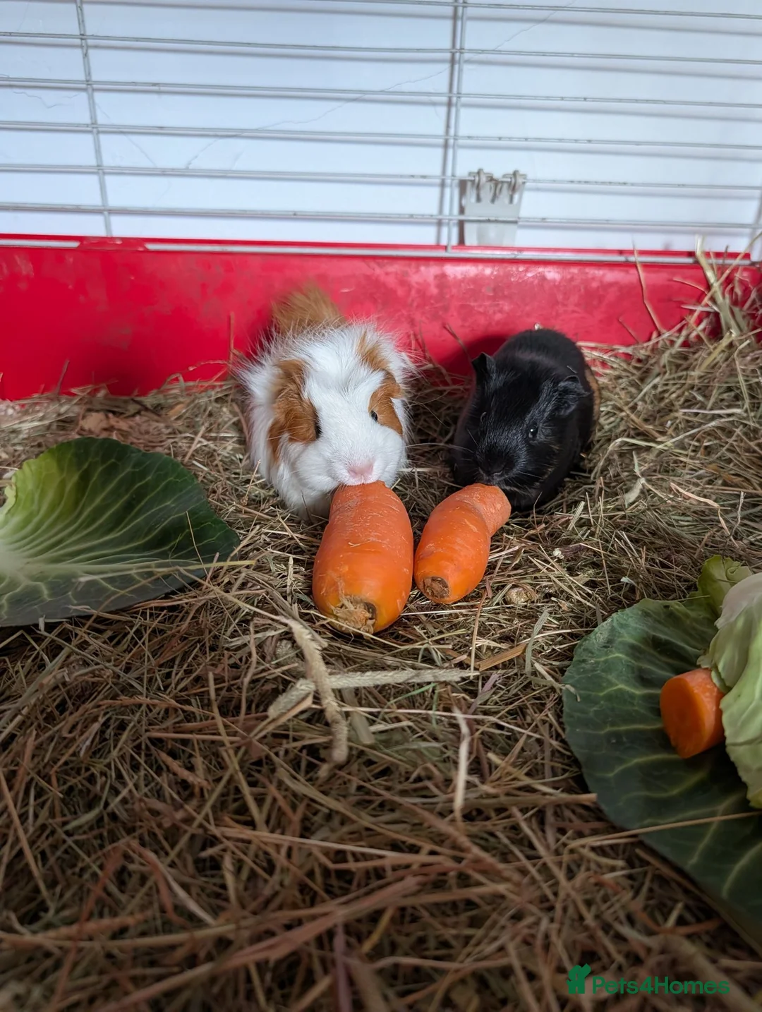 Guinea Pig rodents for sale: Beautiful boys for sale  in Worksop - Advert 1