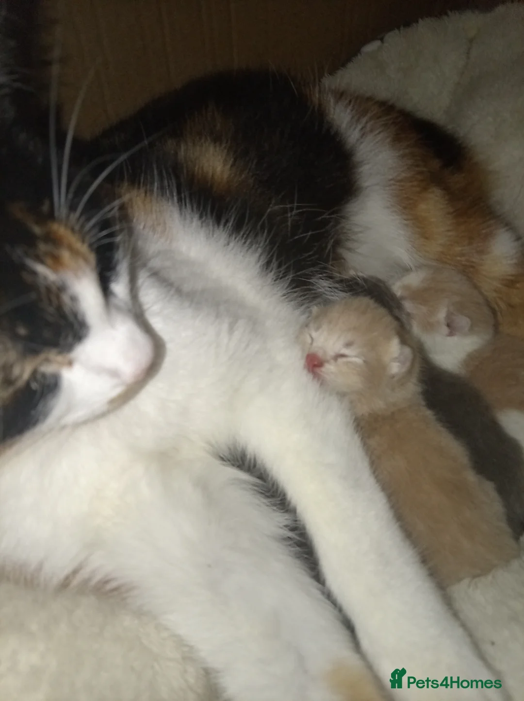 Mixed Breed cats for sale: Ginger male and black female  - Advert 7