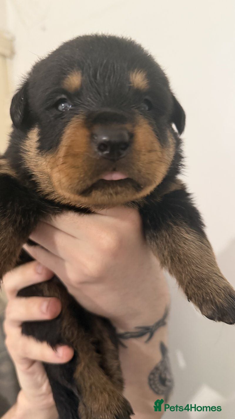 Rottweiler dogs Rottweiler pups - Advert 1