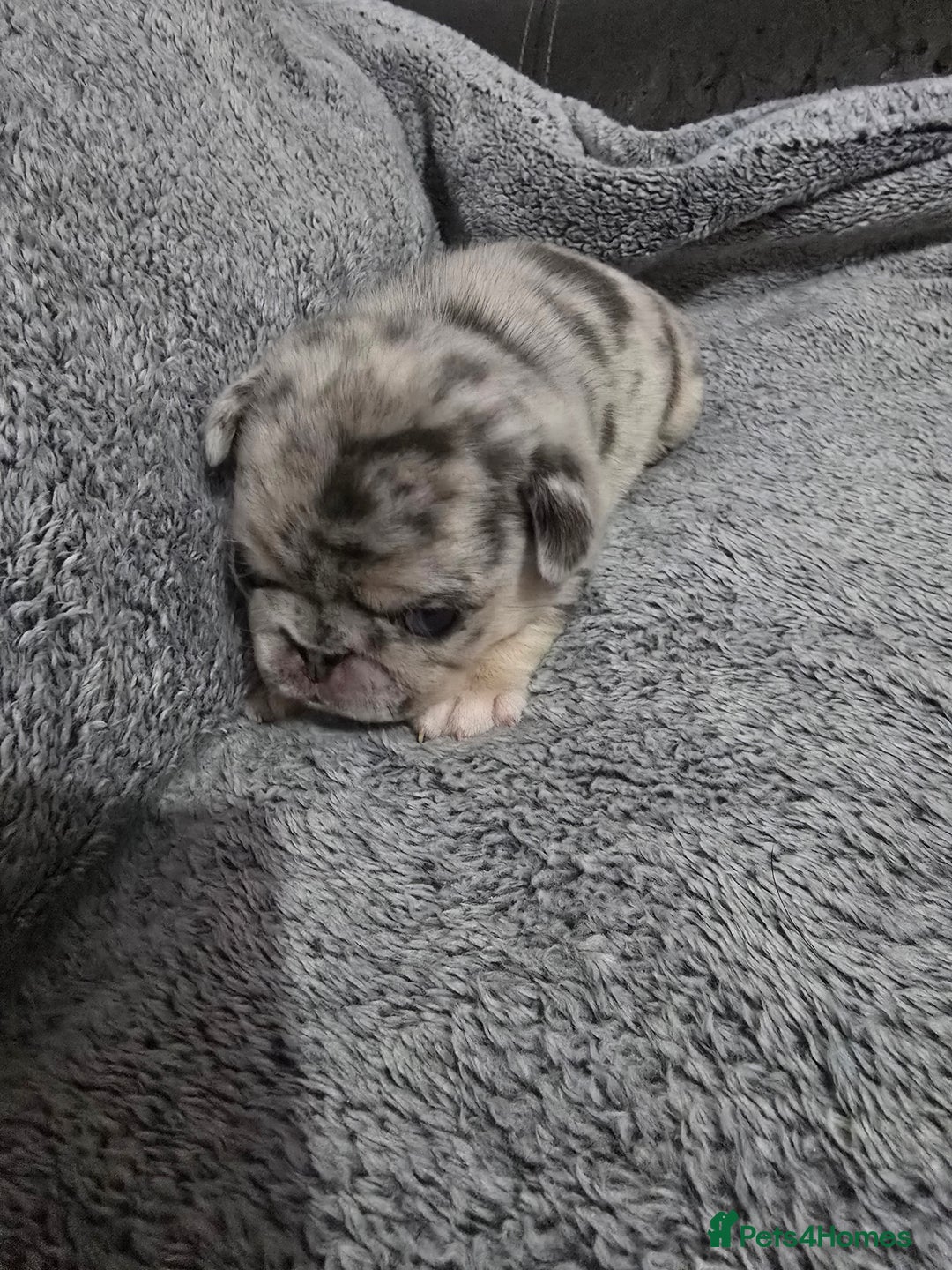 Pug dogs for sale: KC pug puppies  - Advert 7
