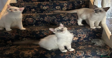Ragdoll cats - Advert 4